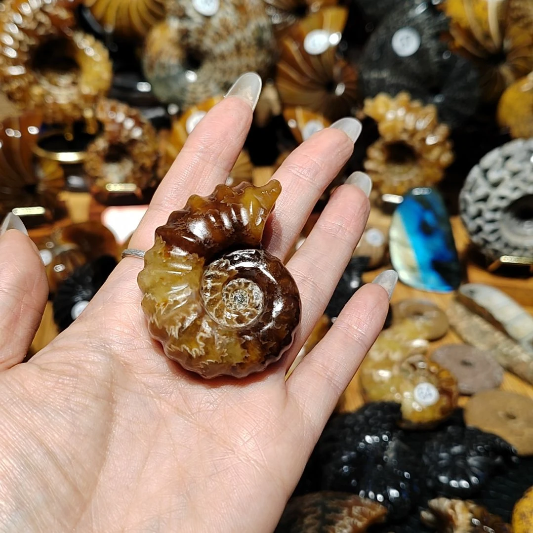 像****飞玉海螺化石手把件