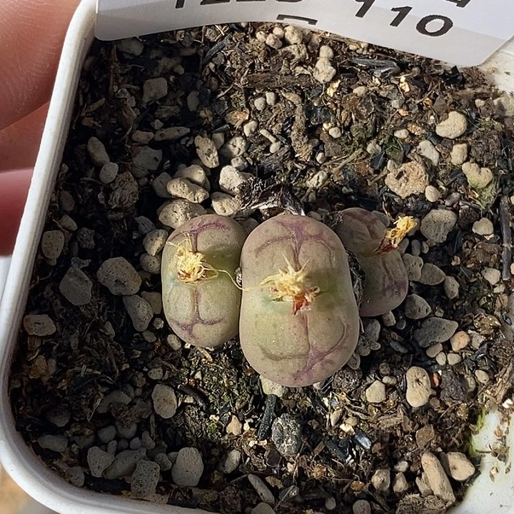 1225-110-）gjffhjjjk