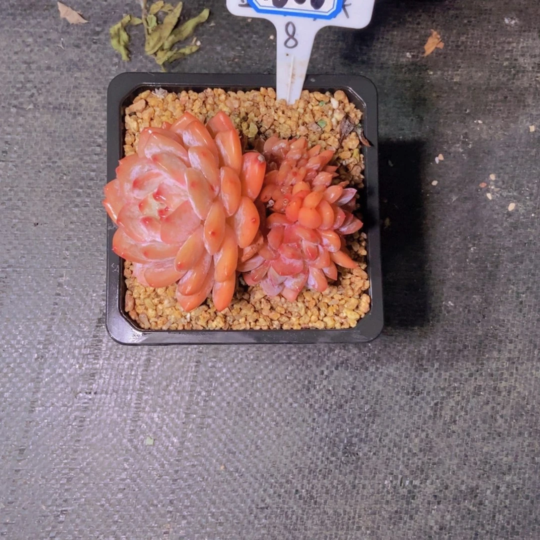 蜂***21606橙子缀化一颗