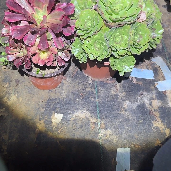 一物一拍不包损78