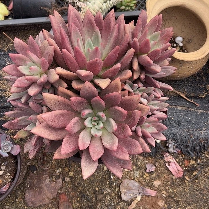悠***静桃花源群生，一物一拍