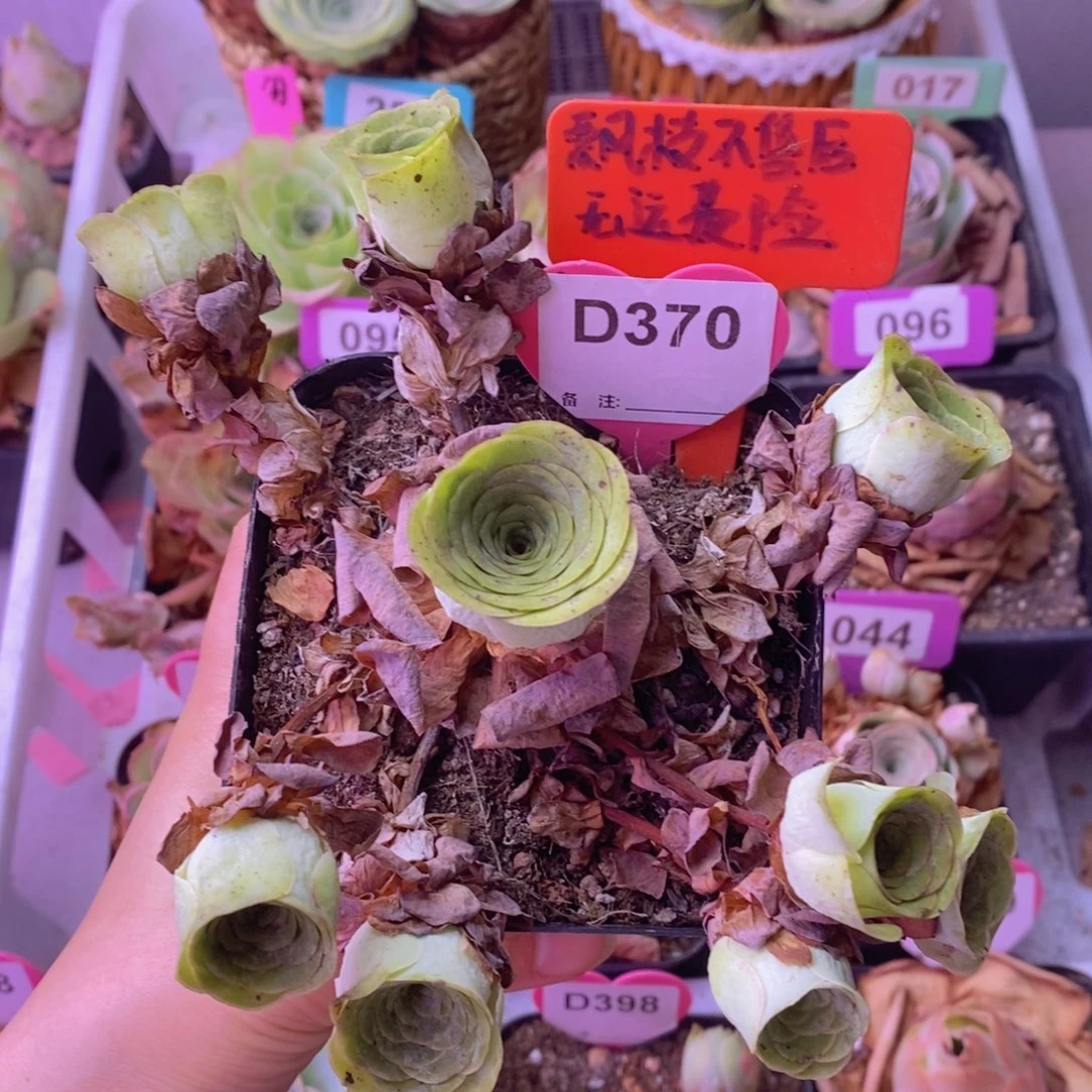 飘枝玫瑰一物一拍D370 裸根发