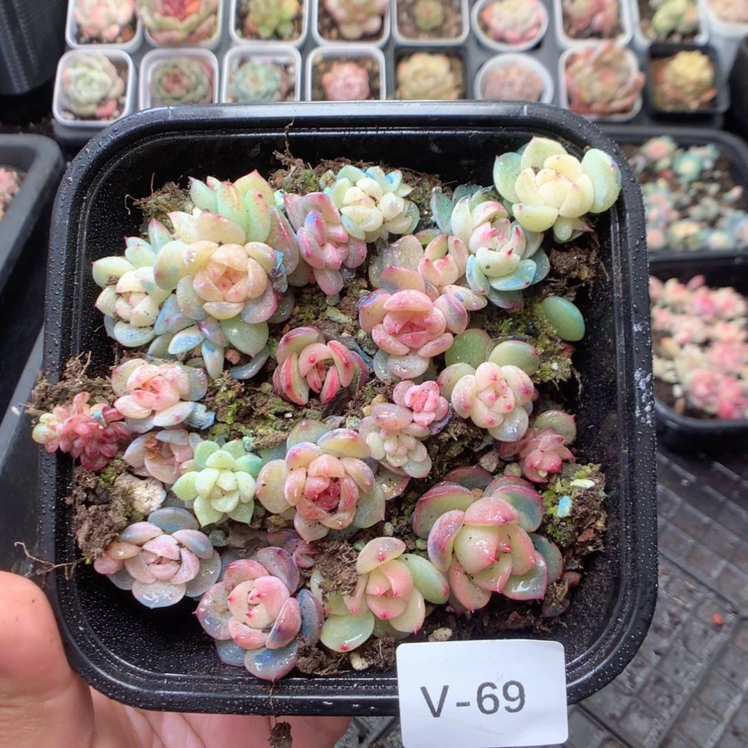 无花朵V69天英语英语