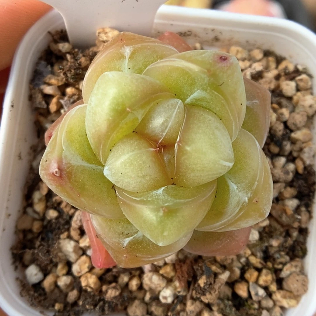 玉簪可拍315号。