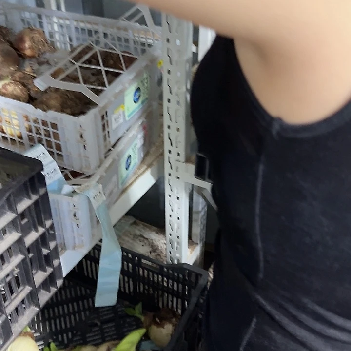 尼啦大丑球福利不包售后