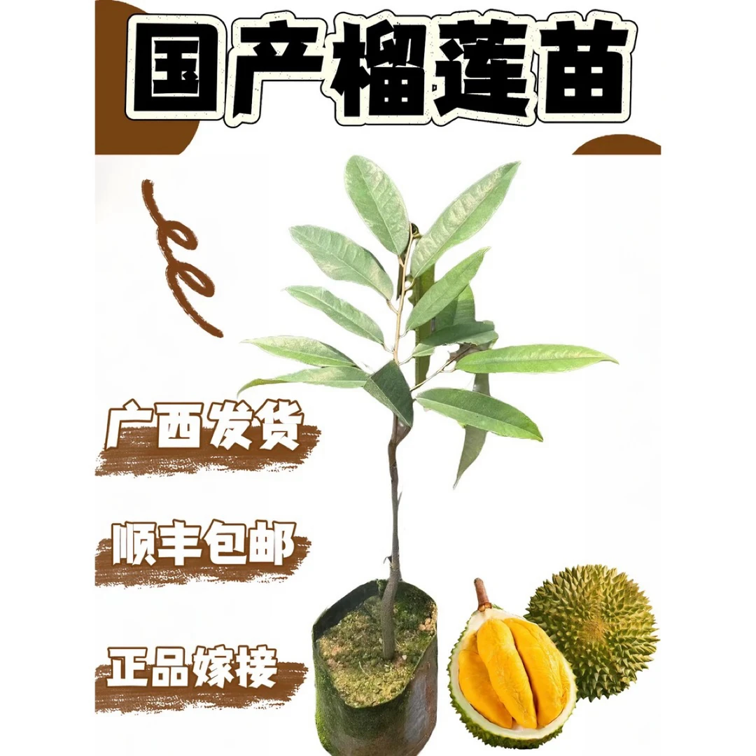 正品嫁接榴莲苗带土带叶发货（叶子对半修剪）