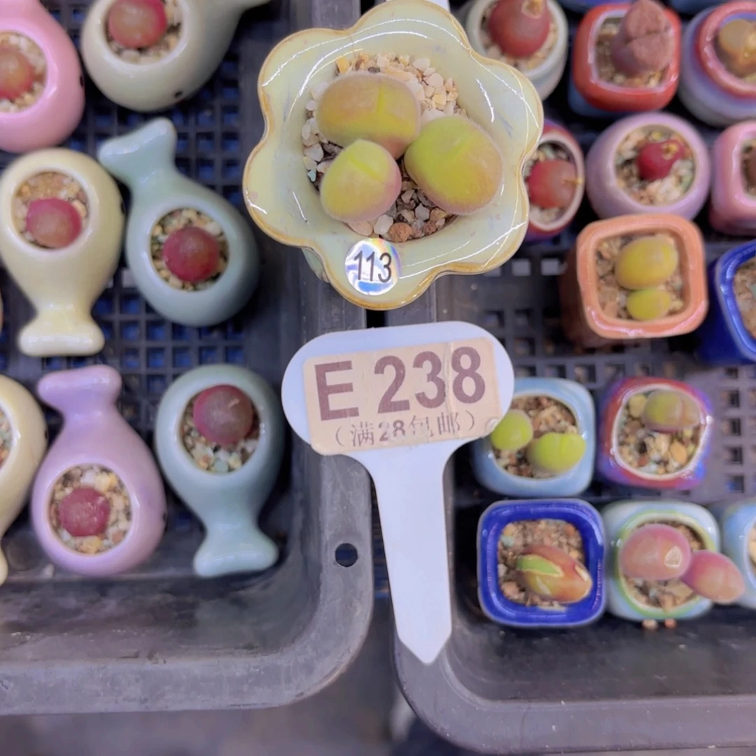 E238毛翠堤一物一拍