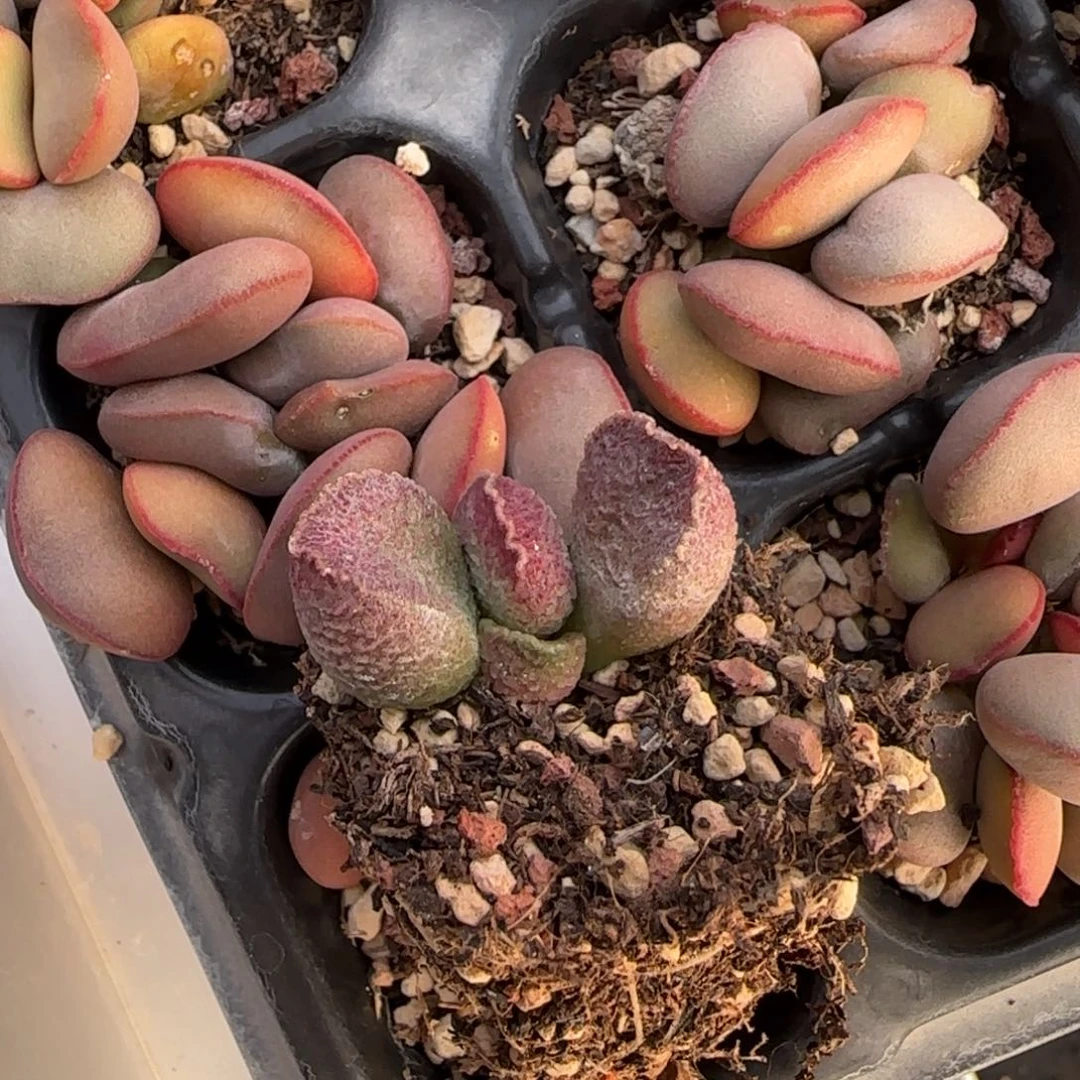 哈默猪肝多肉水泡植物