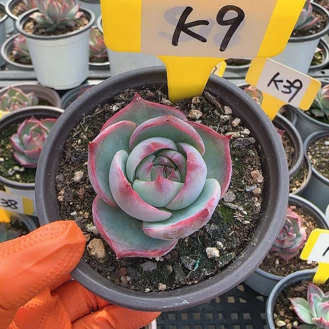 熊***毛K9惊鸿单头多肉