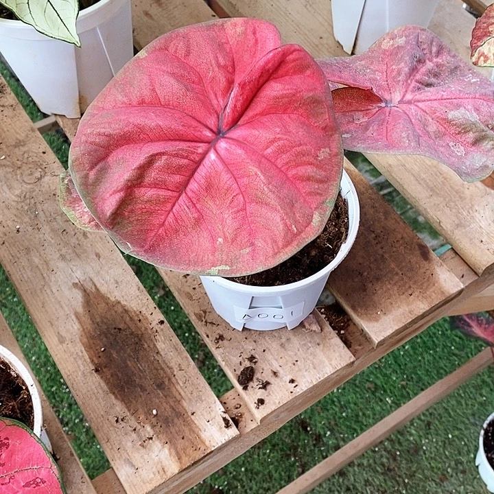 完全开放A001海王