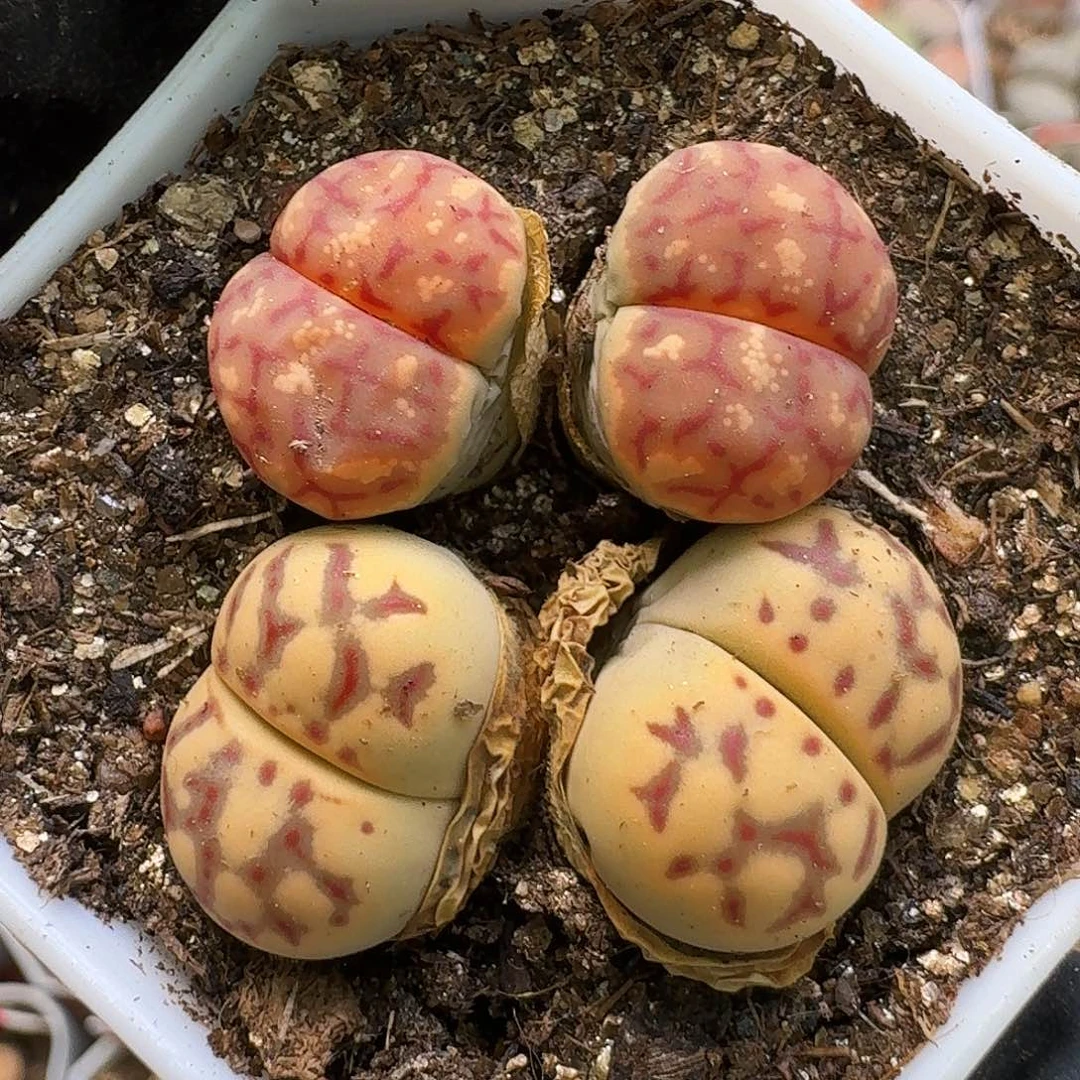 生石花11111。  293
