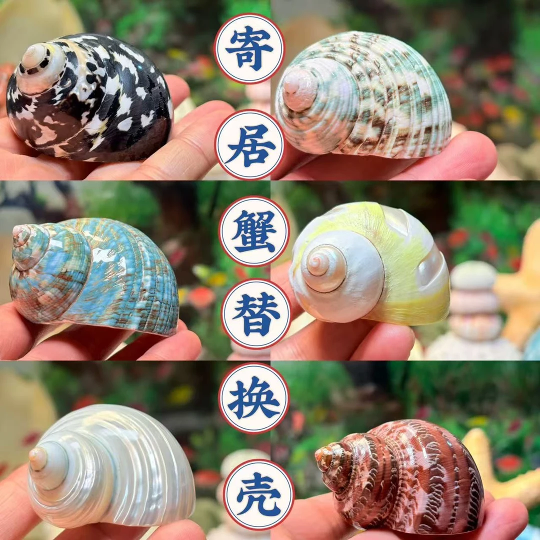 天然海螺牛油果螺寄居蟹替换壳鱼缸造景家居摆件装饰品