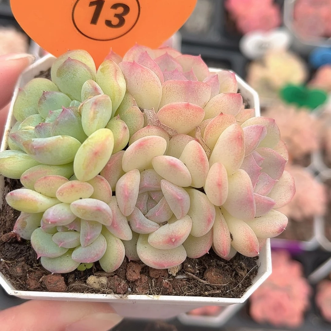 13号小老桩糖心群