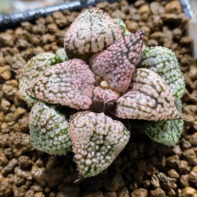 【闪购商品】110铂金