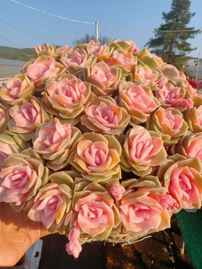 XX戴安娜玫瑰 云南基地直发 绿植盆栽 带盆带土