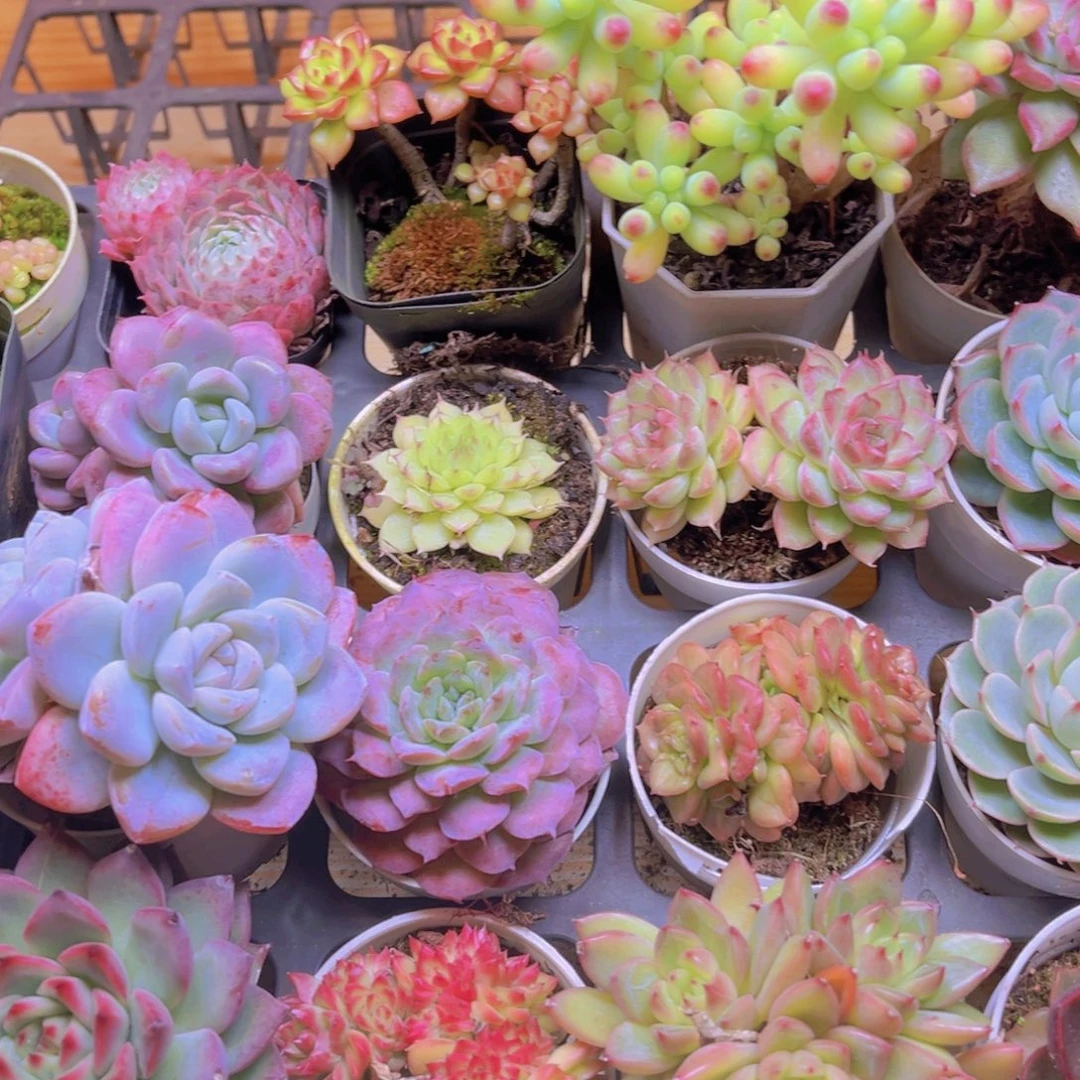 隆***，多肉组合一框32颗包邮