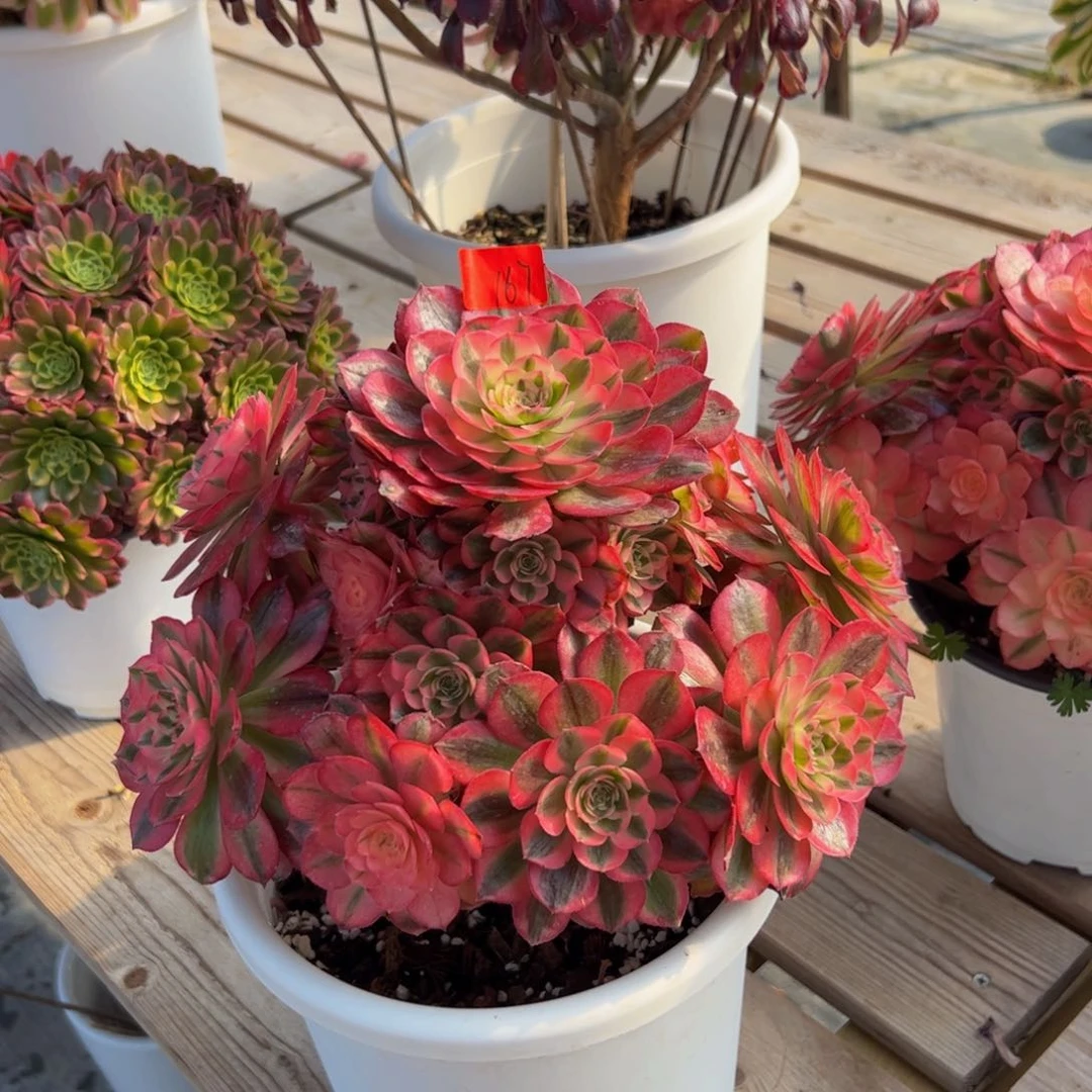 167炖肉植物发货荔枝