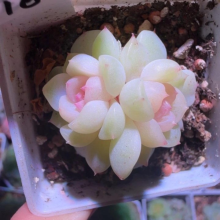 10-2福利甜心纸鸢双头群生不包整