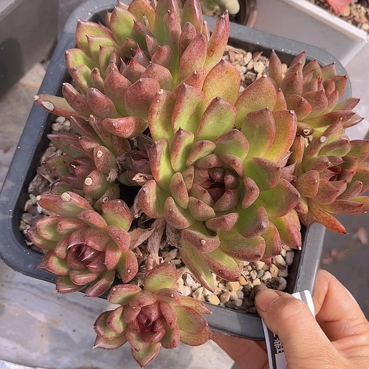 弗瑞希28121多肉植物