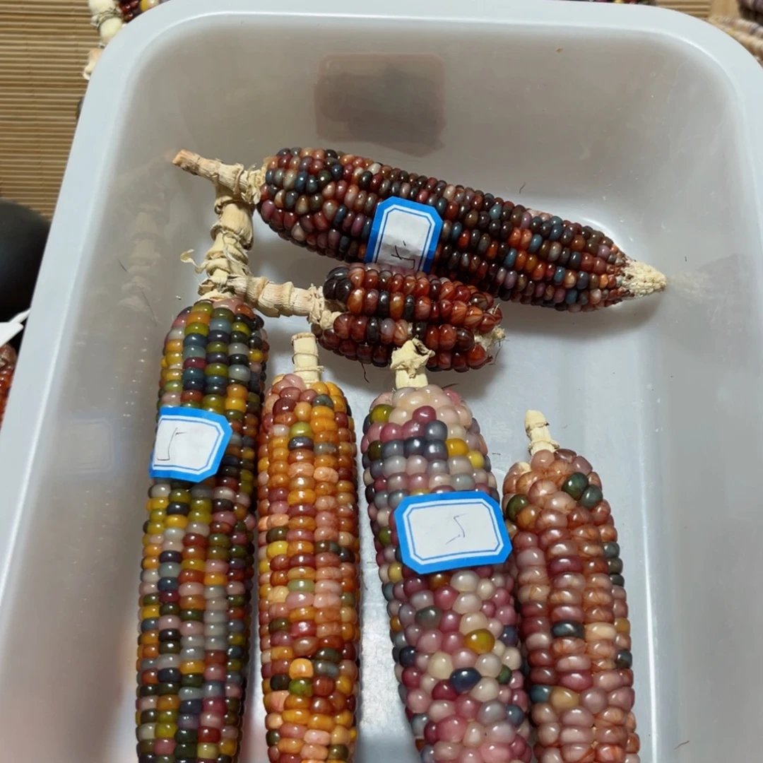 李***狠直播间七彩文玩玉米不退换