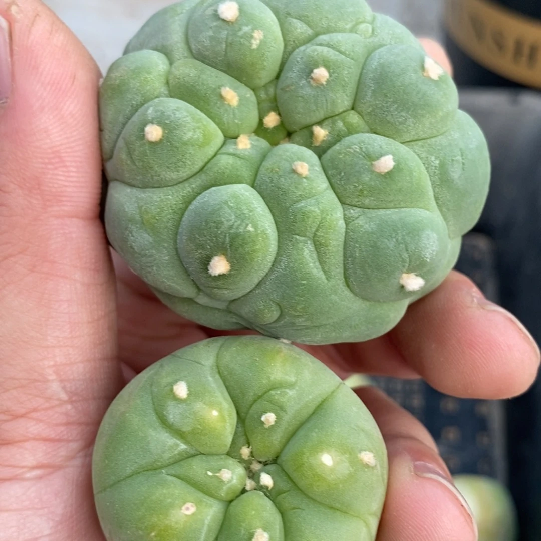 无刺仙人球开花了