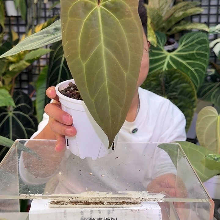 完全开放L56黑桃杂西尼亚