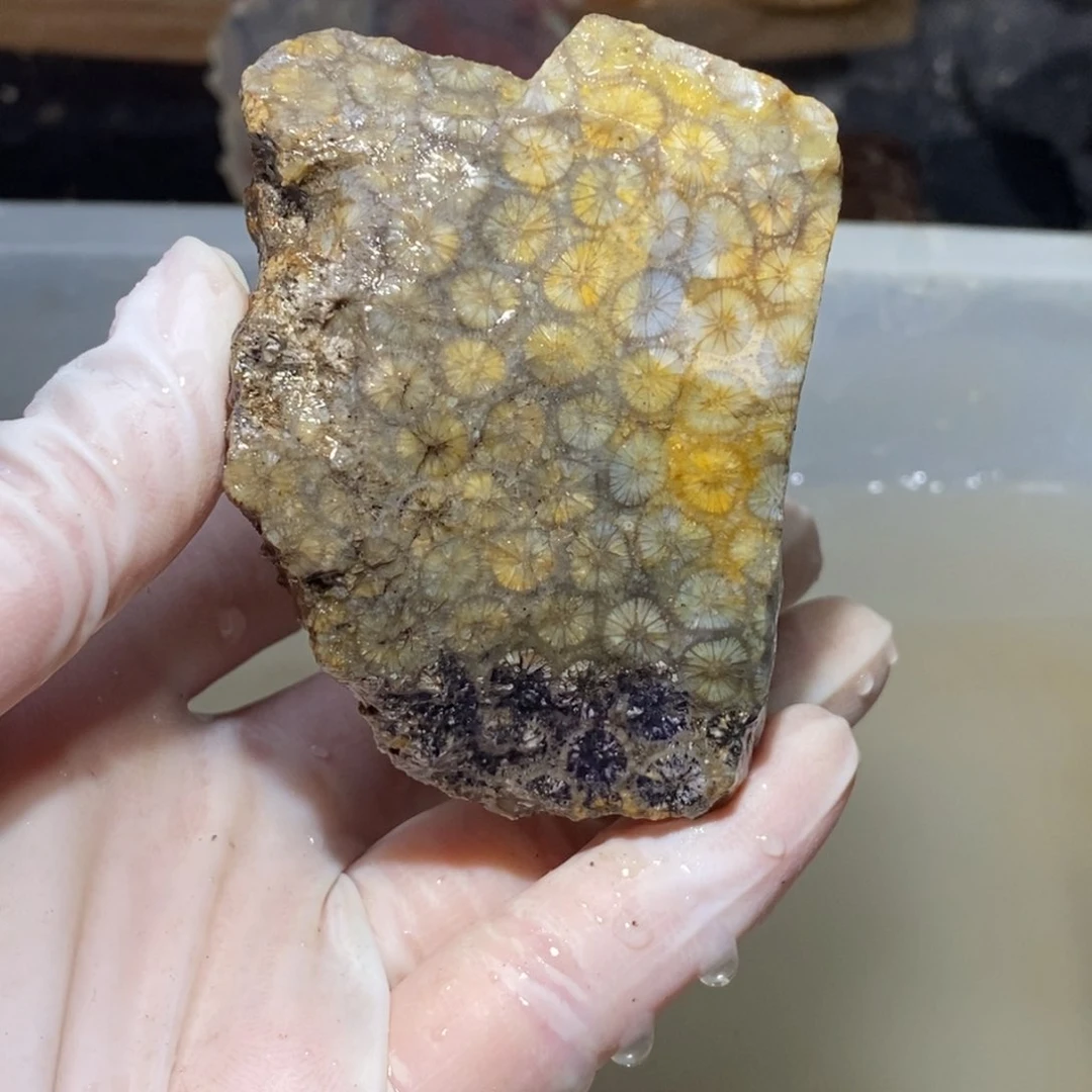 【闪购商品】硅化玉珊瑚玉未镶嵌