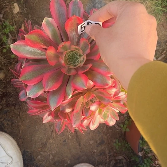 二***妹无花朵女妖598号不包断枝有砍过