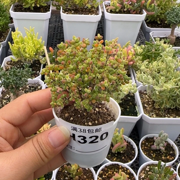 多肉植物枝干蜜桔