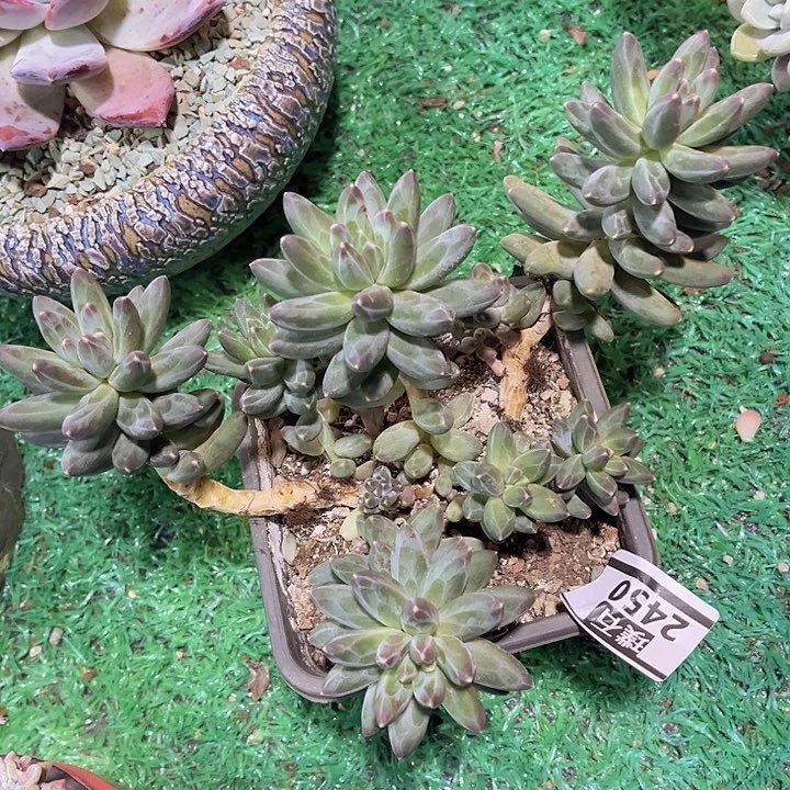 伊卡鲁斯2450多肉植物