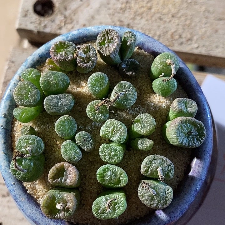 3329。 一盆铜壶。