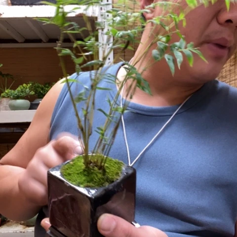 红陶一物一拍所见即所得310