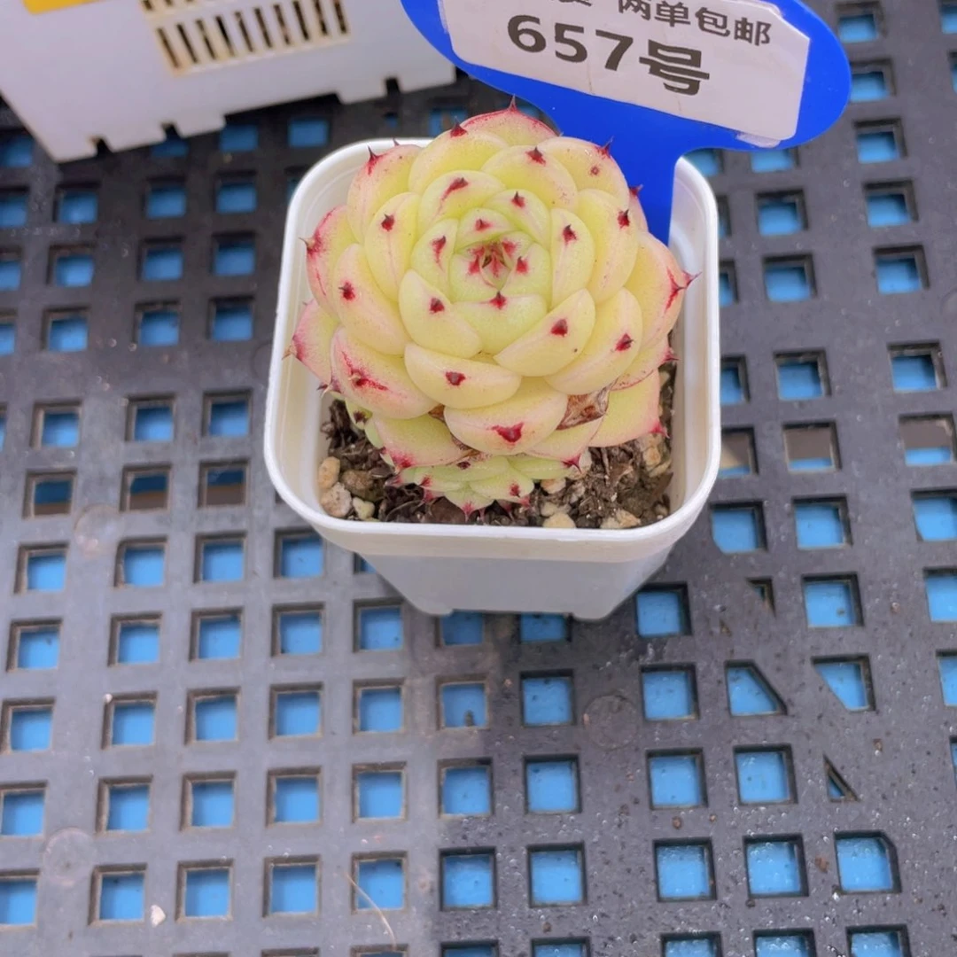657号全状态芙蕖麦秆大福利一个