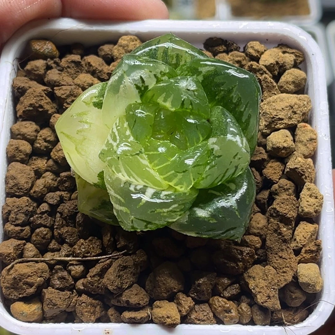 336巨大龙鳞玉露锦