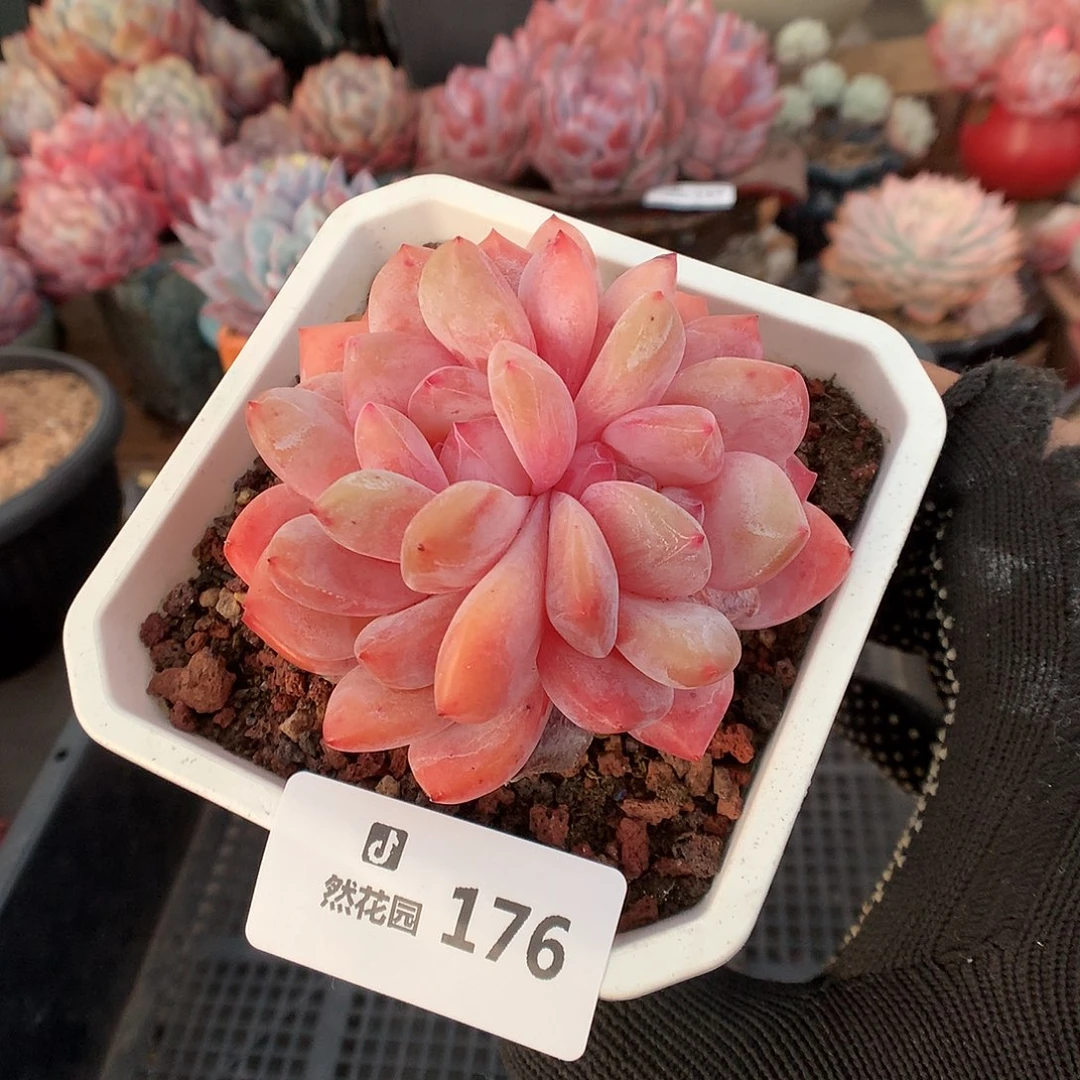 176雪天使多肉植物66666