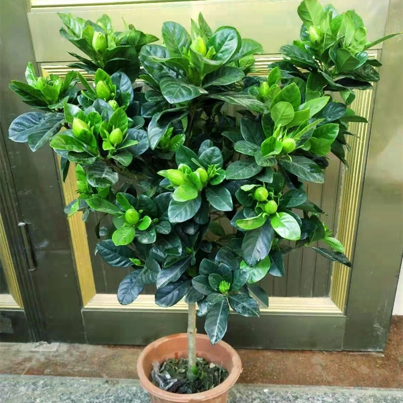 栀子花苗 小叶大叶牡丹栀子花树苗盆栽四季开花