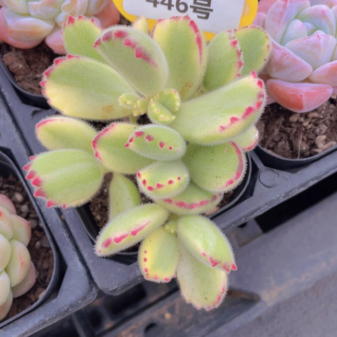 446号 多头熊童子