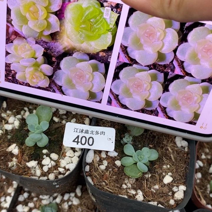 标400荧灯1703一个量拍