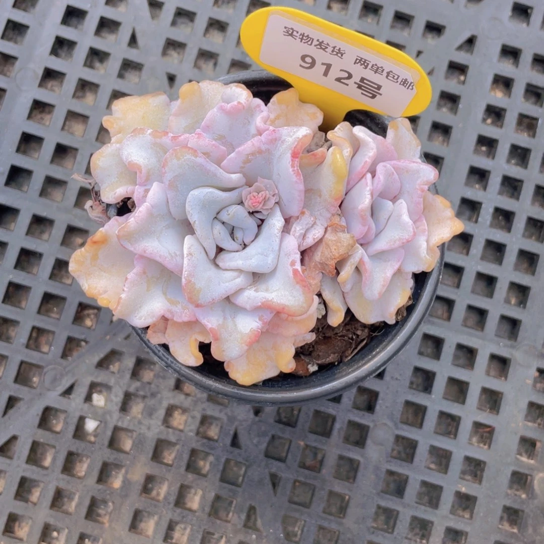 912号白饺子皮芭蕾舞者双头一个