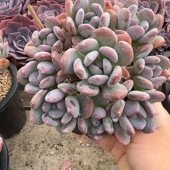 灰姑娘多肉植物的生长