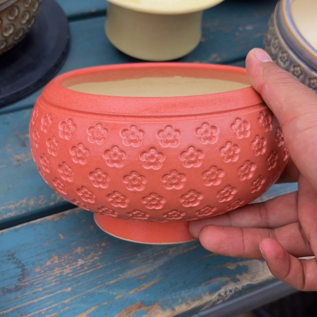 多肉一物一拍0604.276