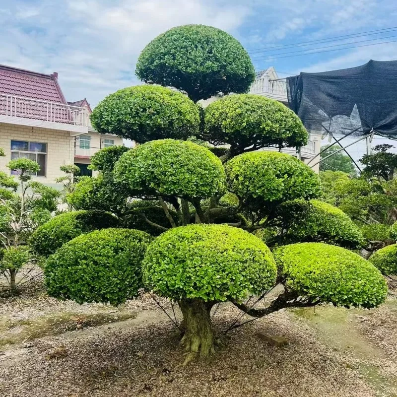 黄杨造型树小叶瓜子黄杨造型树庭院别墅造型黄杨树黄杨树四季常青