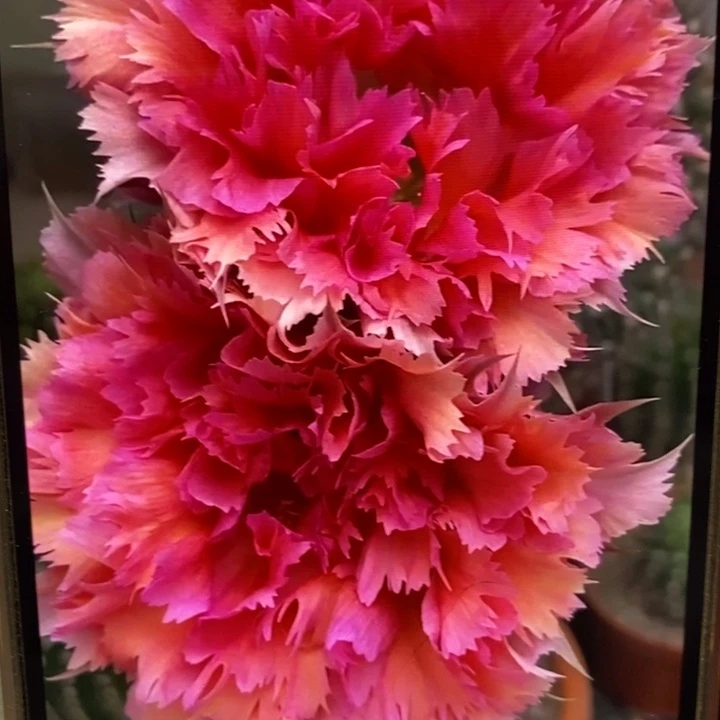 彩草羽毛2号带根5公分左右