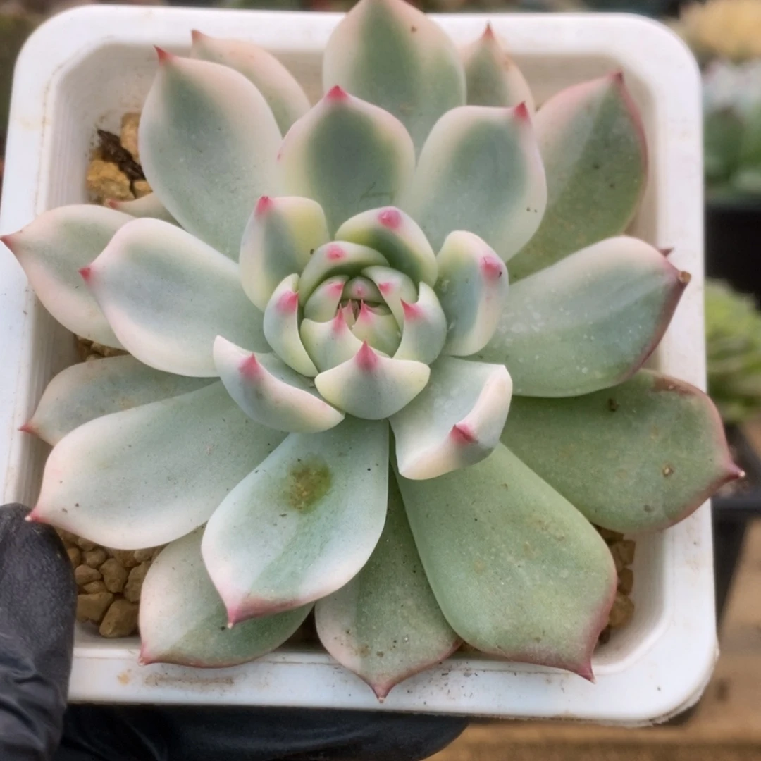 244锦锦锦锦锦锦锦锦