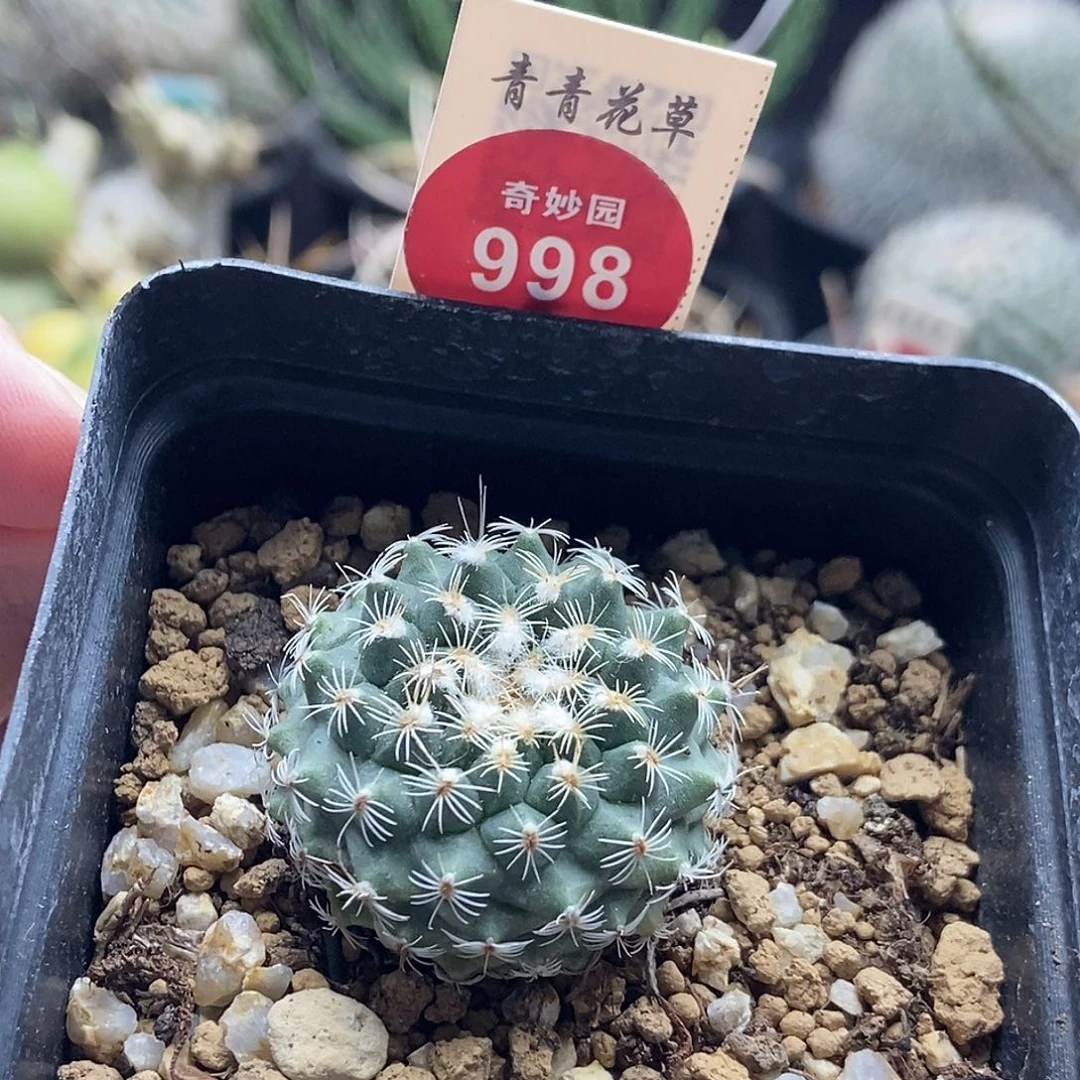 实生海胆娇丽2.9cm