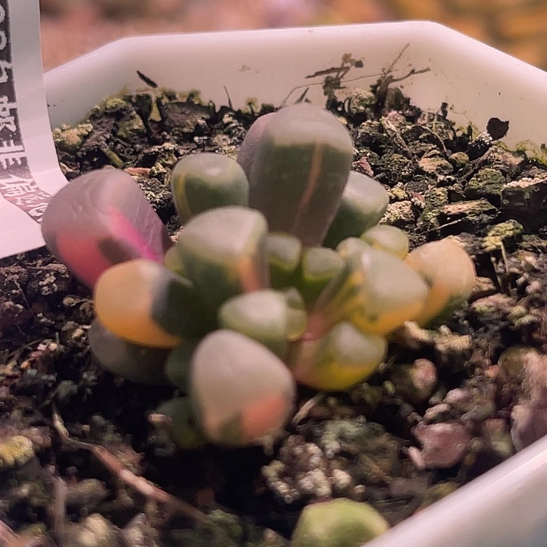 尚品园艺福利锦8136