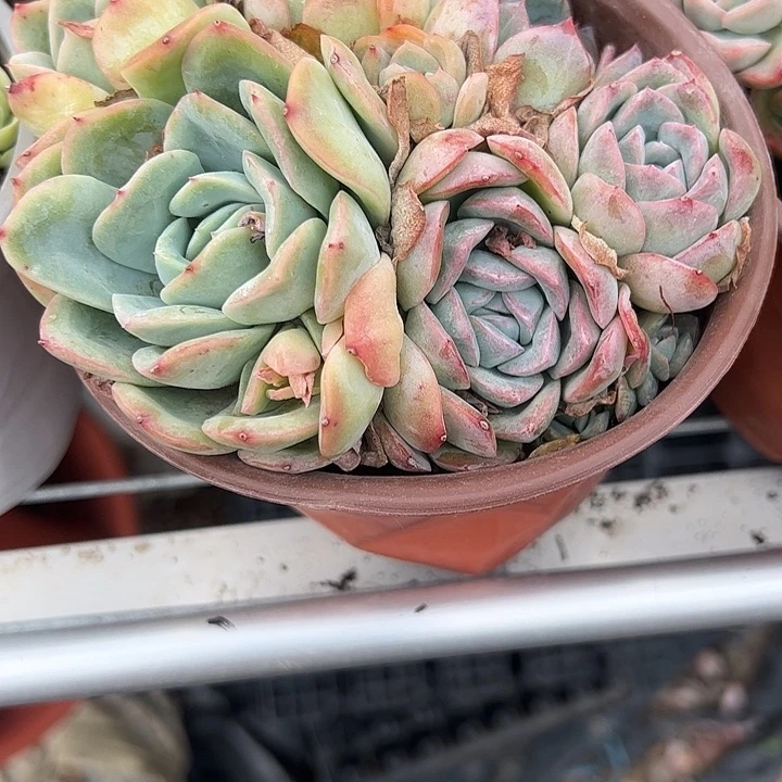 莎莎女王多肉植物