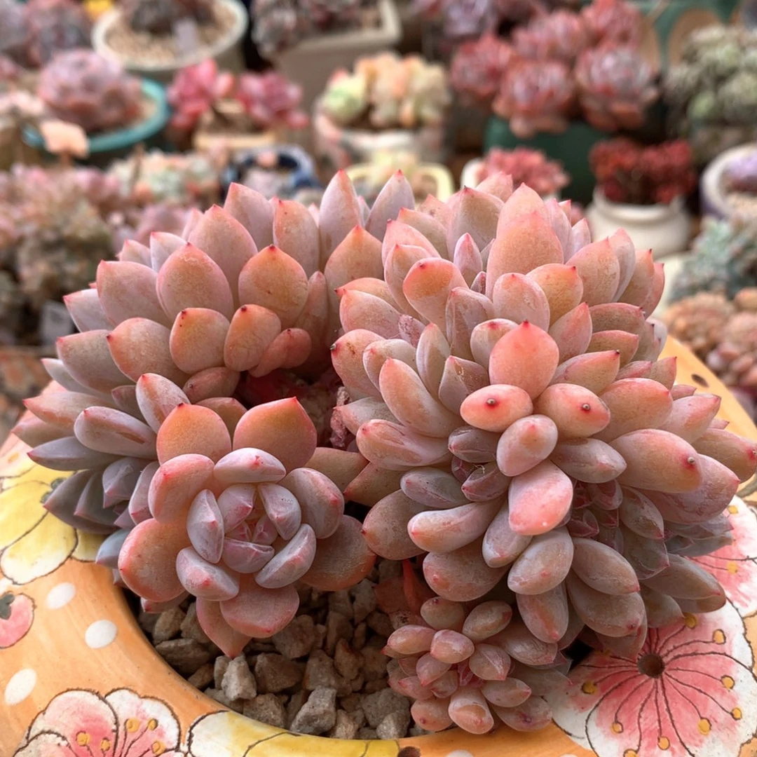 星影缀一物一拍 001