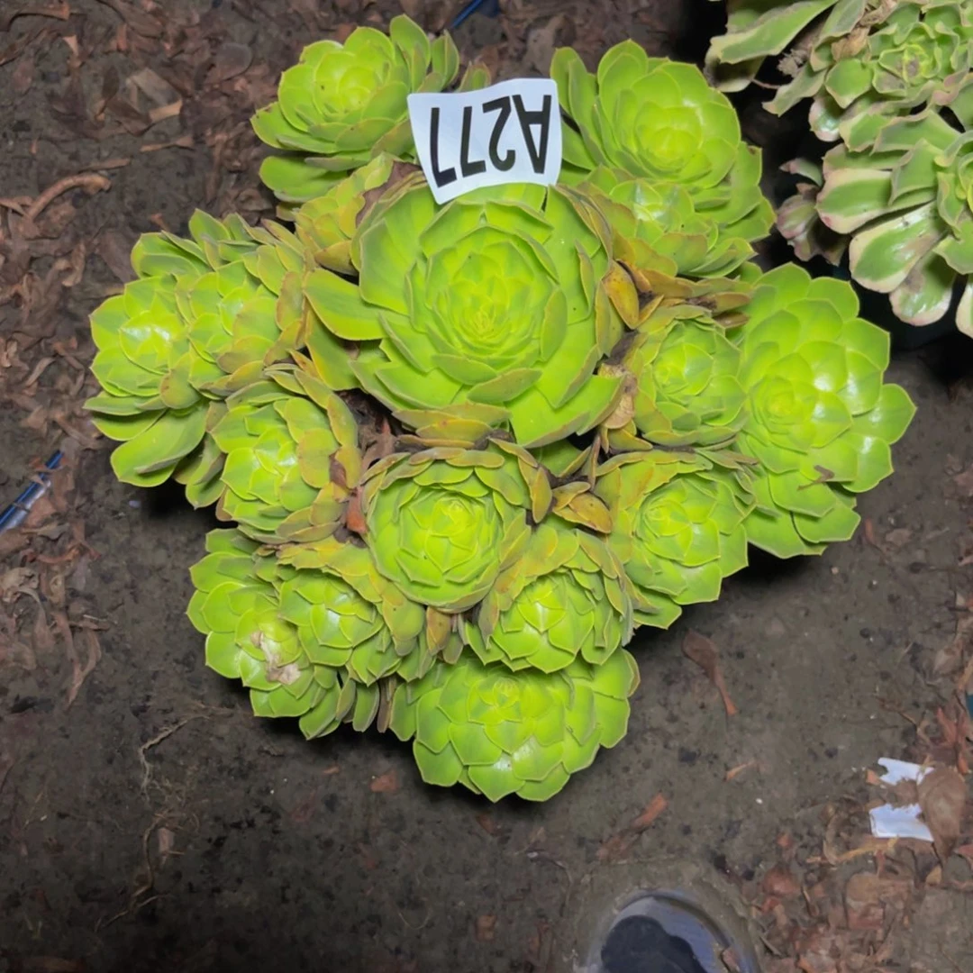雨荷法师14/32包邮