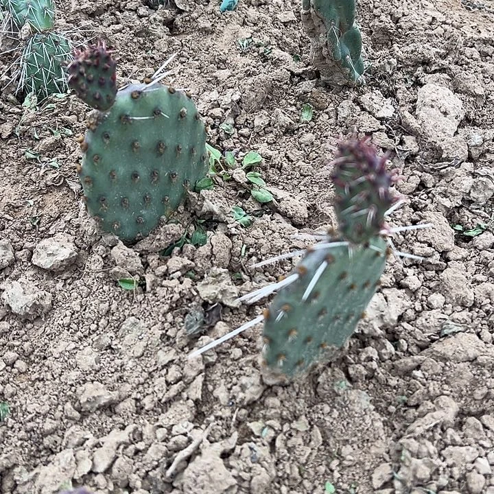 凤梨可乐塔一棵有根有侧芽